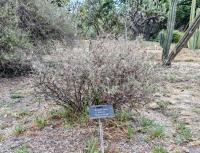 Bouvardia erecta image